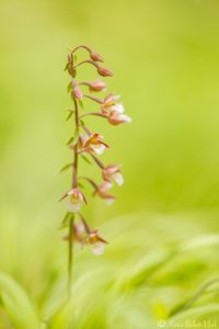 Epipactis palustris / Sumpf-Stendelwurz / March helleborine