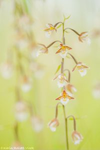 Epipactis palustris / Sumpf-Stendelwurz / March helleborine