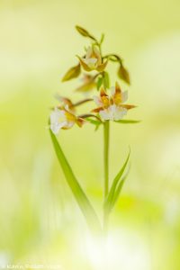 Epipactis palustris / Sumpf-Stendelwurz / March helleborine