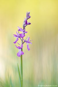 Anacamptis palustris / Sumpf-Knabenkraut / Bog orchid