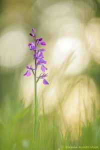 Anacamptis palustris / Sumpf-Knabenkraut / Bog orchid