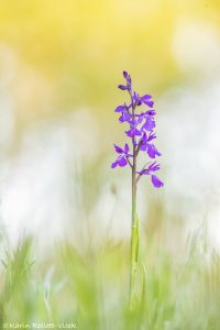 Anacamptis palustris / Sumpf-Knabenkraut / Bog orchid