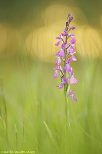 Anacamptis palustris / Sumpf-Knabenkraut / Bog orchid