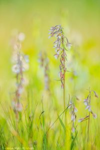 Epipactis palustris / Sumpf-Stendelwurz / March helleborine