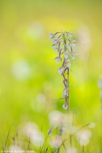 Epipactis palustris / Sumpf-Stendelwurz / March helleborine