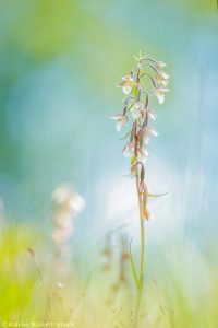 Epipactis palustris / Sumpf-Stendelwurz / March helleborine