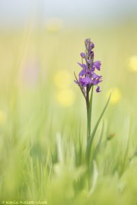 Anacamptis palustris / Sumpf-Knabenkraut / Bog orchid