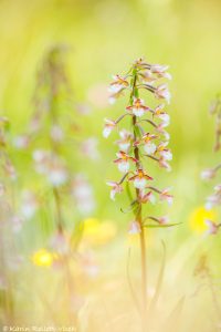 Epipactis palustris / Sumpf-Stendelwurz / March helleborine