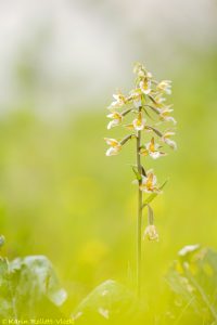 Epipactis palustris / Sumpf-Stendelwurz / March helleborine