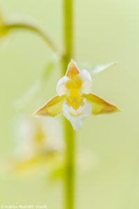 Epipactis palustris / Sumpf-Stendelwurz / March helleborine