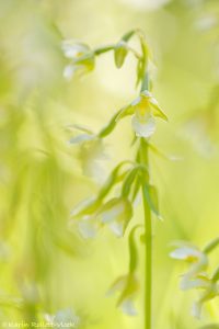 Epipactis palustris / Sumpf-Stendelwurz / March helleborine