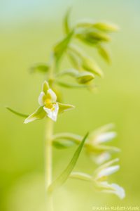 Epipactis palustris / Sumpf-Stendelwurz / March helleborine