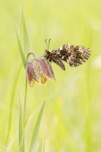 Osterluzeifalter / Zerynthia polyxena / Southern Festoon