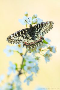 Osterluzeifalter / Zerynthia polyxena / Southern Festoon