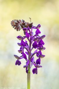 Osterluzeifalter / Zerynthia polyxena / Southern Festoon