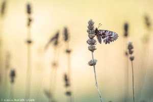 Osterluzeifalter / Zerynthia polyxena / Southern Festoon