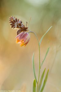 Osterluzeifalter / Zerynthia polyxena / Southern Festoon