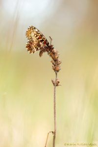 Osterluzeifalter / Zerynthia polyxena / Southern Festoon