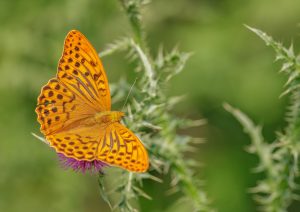 Argynnis paphia / Kaisermantel / Silver-washed fritillary