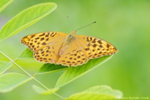 Argynnis paphia / Kaisermantel / Silver-washed fritillary