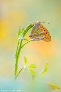 Argynnis paphia / Kaisermantel / Silver-washed fritillary