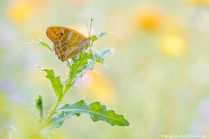 Argynnis paphia / Kaisermantel / Silver-washed fritillary