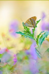 Argynnis paphia / Kaisermantel / Silver-washed fritillary