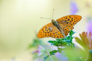 Argynnis paphia / Kaisermantel / Silver-washed fritillary