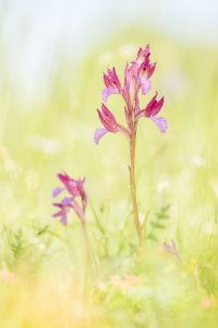 Anacamptis papilionacea / Schmetterlings-Knabenkraut / Butterfly Orchid