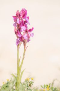 Anacamptis papilionacea / Schmetterlings-Knabenkraut / Butterfly Orchid