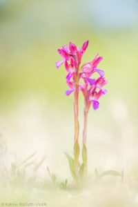 Anacamptis papilionacea / Schmetterlings-Knabenkraut / Butterfly Orchid