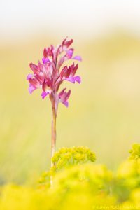 Anacamptis papilionacea / Schmetterlings-Knabenkraut / Butterfly Orchid