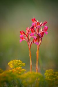 Anacamptis papilionacea / Schmetterlings-Knabenkraut / Butterfly Orchid