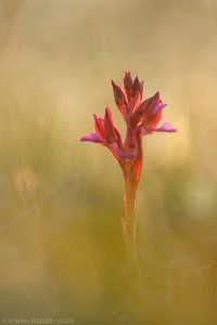 Anacamptis papilionacea / Schmetterlings-Knabenkraut / Butterfly Orchid