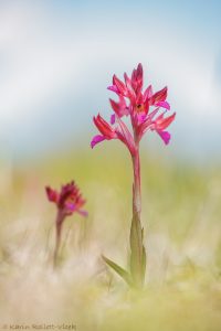 Anacamptis papilionacea / Schmetterlings-Knabenkraut / Butterfly Orchid