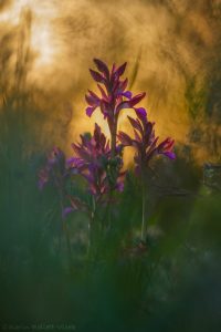 Anacamptis papilionacea / Schmetterlings-Knabenkraut / Butterfly Orchid