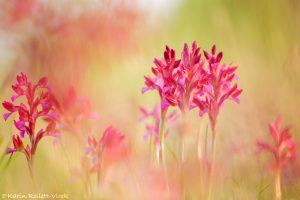 Anacamptis papilionacea / Schmetterlings-Knabenkraut / Butterfly Orchid