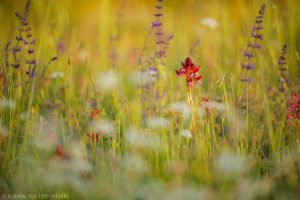 Anacamptis papilionacea / Schmetterlings-Knabenkraut / Butterfly Orchid