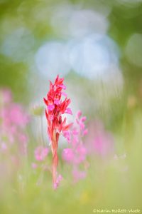 Anacamptis papilionacea / Schmetterlings-Knabenkraut / Butterfly Orchid