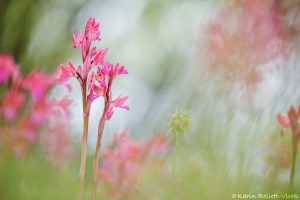 Anacamptis papilionacea / Schmetterlings-Knabenkraut / Butterfly Orchid