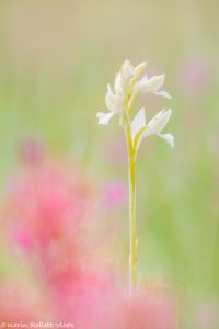 Anacamptis papilionacea / Schmetterlings-Knabenkraut / Butterfly Orchid