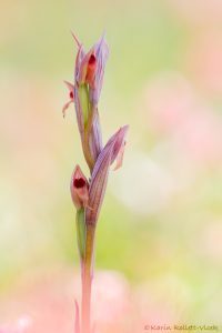 Serapias parviflora / Kleinblütiger Zungenstendel / lesser tongue-orchid