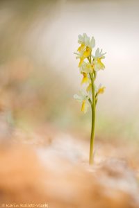 Orchis pauciflora / Armblütiges Knabenkraut / Sparse Flowered Orchid