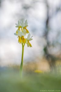 Orchis pauciflora / Armblütiges Knabenkraut / Sparse Flowered Orchid