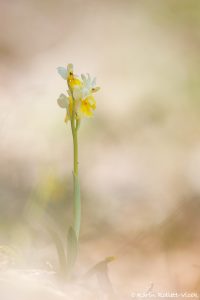 Orchis pauciflora / Armblütiges Knabenkraut / Sparse Flowered Orchid