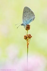 Phengaris arion / Thymian-Ameisenbläuling / Large blue