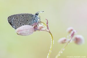 Phengaris arion / Thymian-Ameisenbläuling / Large blue