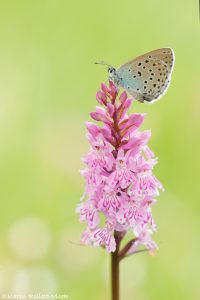 Phengaris arion / Thymian-Ameisenbläuling / Large blue