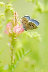 Phengaris arion / Thymian-Ameisenbläuling / Large blue