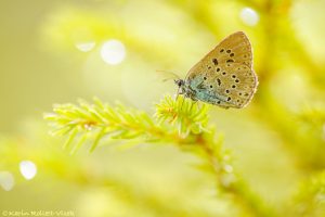 Phengaris arion / Thymian-Ameisenbläuling / Large blue